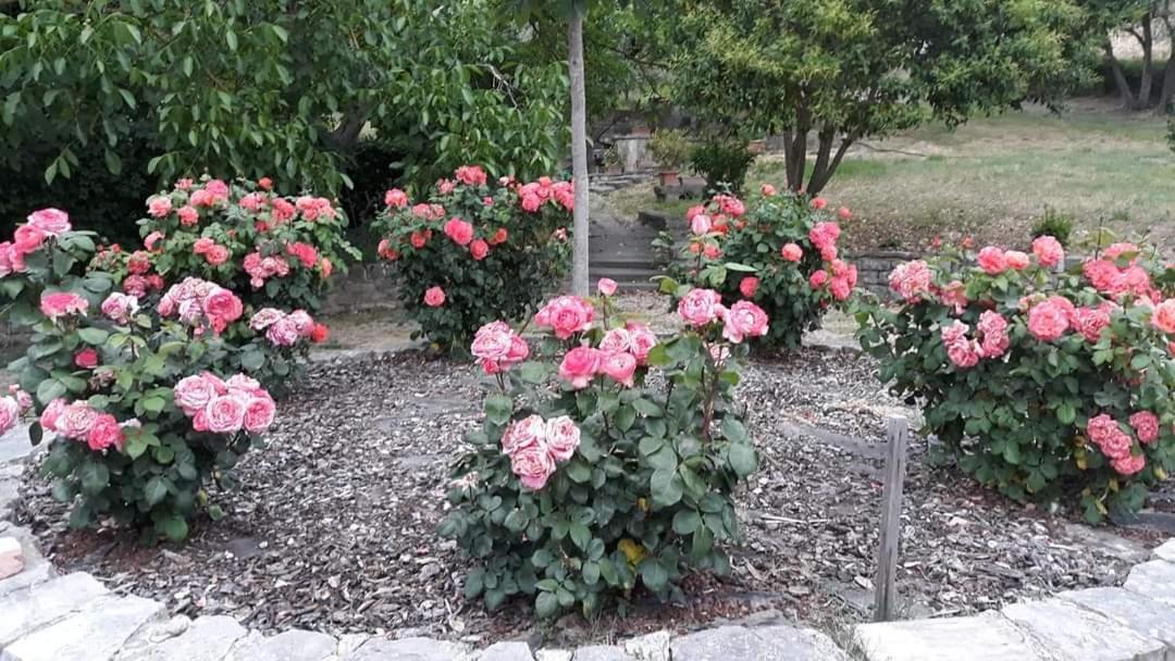 טודי Agriturismo Camera Rosa מראה חיצוני תמונה